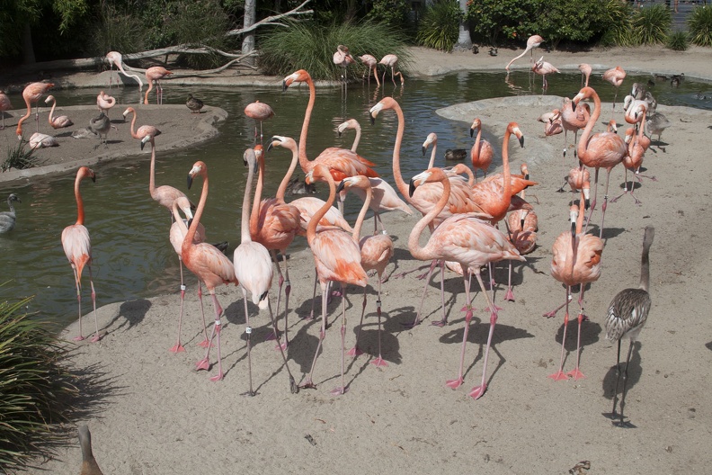 316-5443 San Diego Zoo - Flamingos.jpg